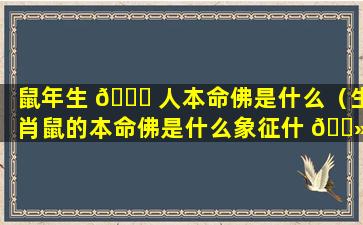 鼠年生 💐 人本命佛是什么（生肖鼠的本命佛是什么象征什 🌻 么）